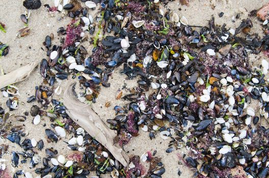 Cockleshells on sandy to seacoast, a close up
