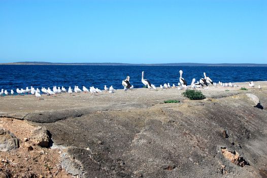 Birds on pier, Port Lincoln, South Australia