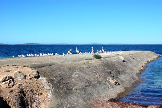 Birds on pier, Port Lincoln, South Australia