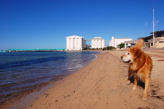 Dog at the beach, Port Lincoln, South Australia