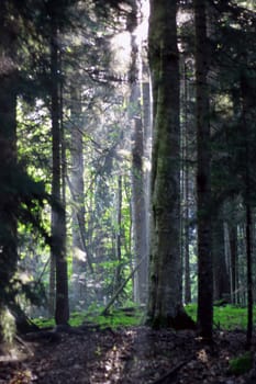 Morning forest and sun rays striking through the branches