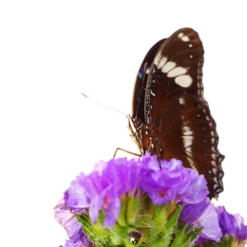 hypolimnas bolina on violet flower close up