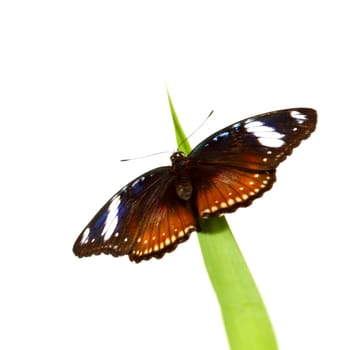 hypolimnas bolina on green grass isolated