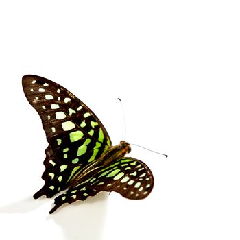 Graphium isolated on white background