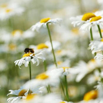 camomiles summer field