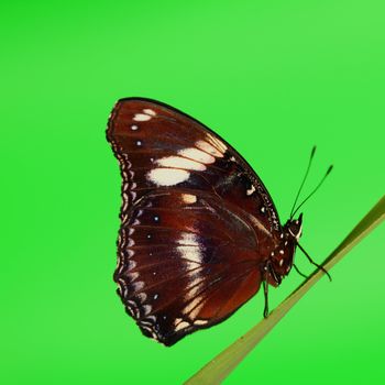 hypolimnas bolina on green grass 