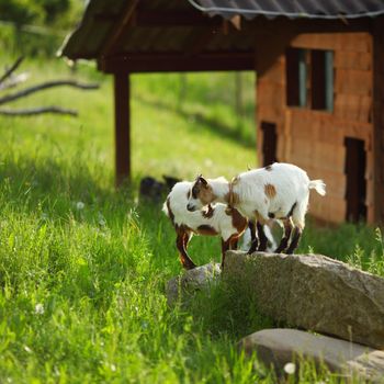 Goat on green grass