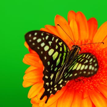  Graphium on orange gerber close up