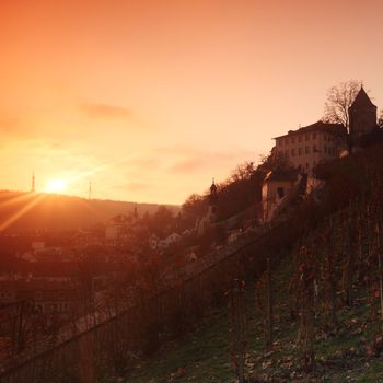 vineyard in prague
