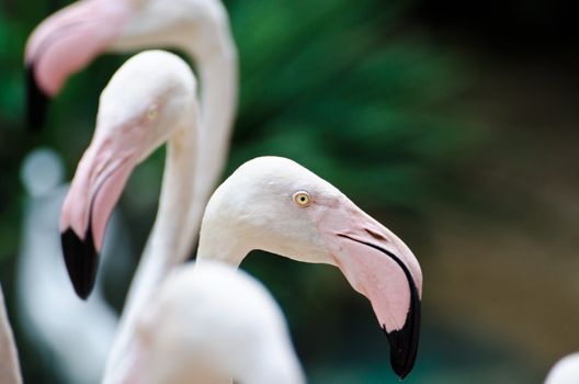 Portrait of a greater flamingo