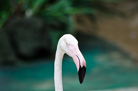 Portrait of a greater flamingo