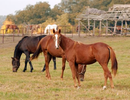 horses farm scene