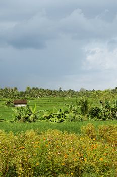 rice field landscape in rural bali indonesia