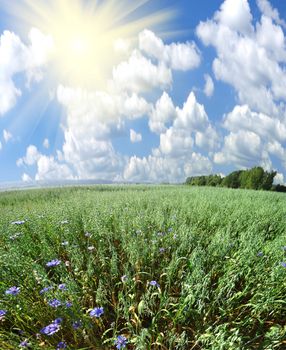 green field and sun under sky big resolution 