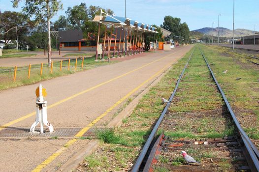 Parrots at the railway platform, Alice Springs, Northern Territory, Australia