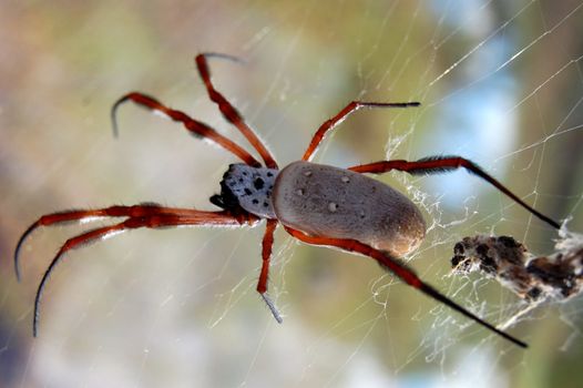 Spider in the bush, Australia, Northern Territory