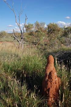 Termitary in the bush, Australia, Northenr territory