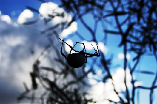 Spider on web in the bush, Alice Springs, Australia