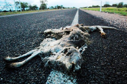 Dead kangaroo on Barkly highway, Northern Territory, Australia