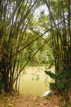 Bamboo on the riverside at rest area, Papua New Guinea