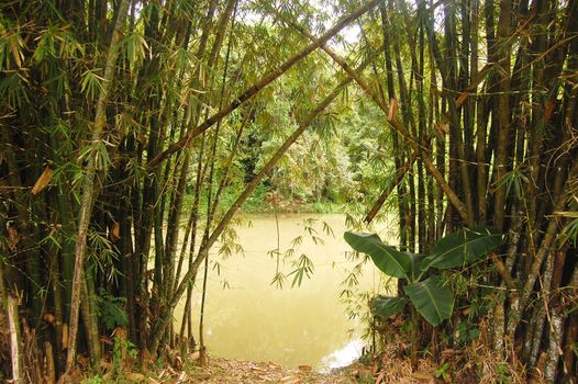 Bamboo on the riverside at rest area, Papua New Guinea