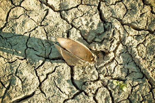 River shell on dry river bottom during dryness season, Margaritifera auricularia 
