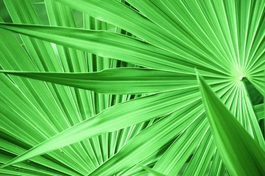 texture of a green leaf as background