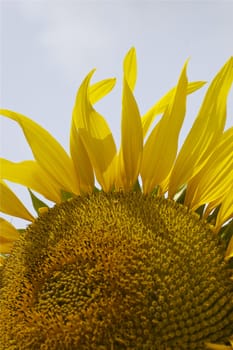 Extremely close up single bright yellow sunflower facing into camera against a bright white sky, with copy space.