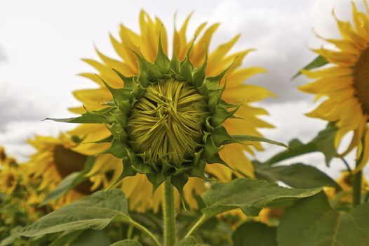 Many sunflowers with an unopened green sunflower centrally placed so that the bright yellow petals of the flower behind gives the unopened flower a yellow 'halo.' Against a white sky with copy space.