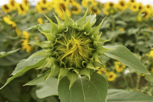 Extremely close up single unopened sunflower facing into camera against a green background, with copy space.