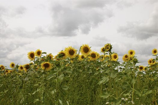 Many sunflowers facing the camera against a stormy grey/ white sky, with copy space.
