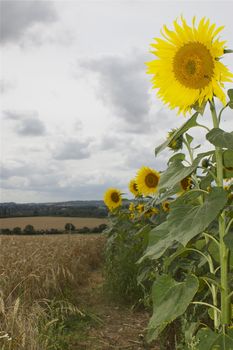 Sunflowers in a rural setting, facing into camera, against an agricultural/ rural background and white sky, with copy space.