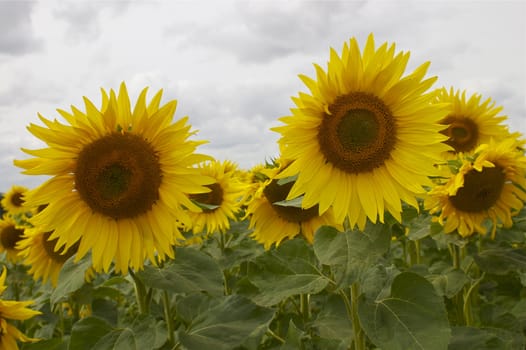 Many sunflowers with the focus on a two central flowers, facing into camera, against a white sky, with copy space.