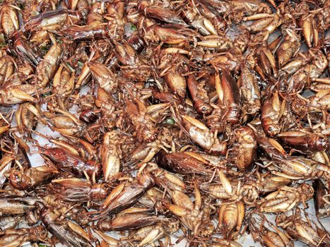 fried crickets at market in thailand