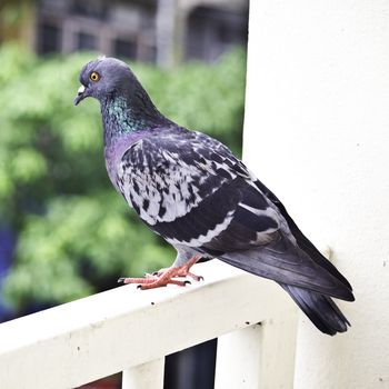 Grey city pigeon on terrace