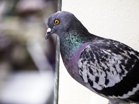 Close up of grey city pigeon