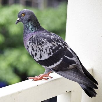 Grey city pigeon stand on banister