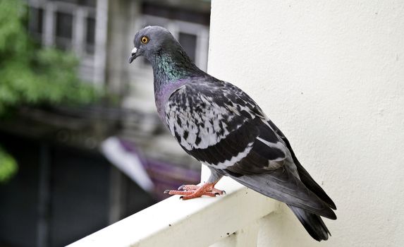 One grey pigeon standing on banister