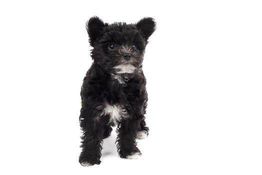 Playful black hairy dog on a white bcakground