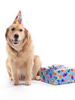 A Golden Retriever dog wearing a birthday hat on a white background, with a present to the side.
