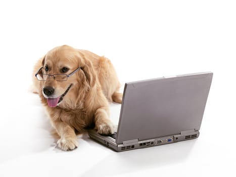 A Golden Retriever laying with seeing glasses at a laptop
