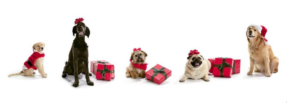 Dogs in Santa hats with Christmas presents sitting on a white background.