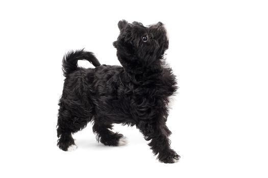 Playful little black puppy isolated on white background