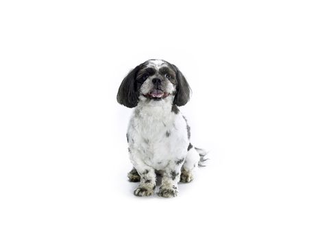 A sitting Shih Poo isolated on a white background.