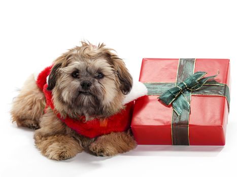 A Shitzu Poodle mix laying beside a gift with a santa suit