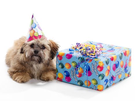A Shitzu Poodle mix laying beside a birthday present wearing a hat
