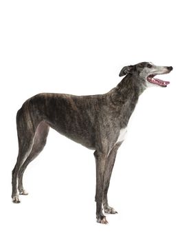 A greyhound standing sideways on a white background.