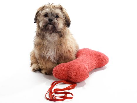 A Shitzu Poodle mix sitting with pillow and leash