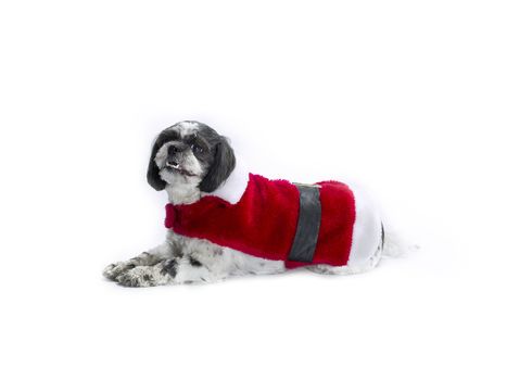 A Shih Poo dressed up like Santa.