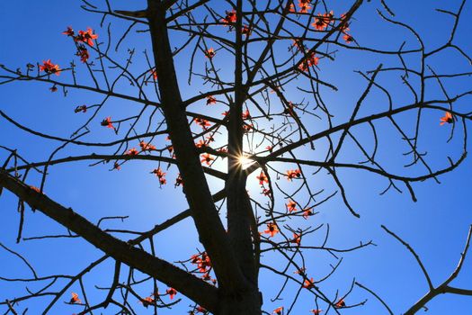 Tree on a background of the blue sky and the bright sun